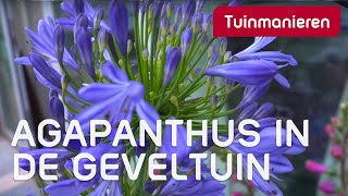 Welke plant in de geveltuin of op balkon De Agapanthus in de stadstuin Kleine tuin ook leuk [upl. by Ardnosac]