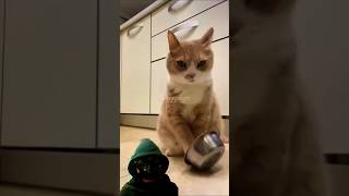 Cats bowl😂 funny funnyanimals funnyshorts shorts short wooppseytv [upl. by Akino114]