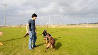 Two years in 5 minutes  raising a Belgian Malinois [upl. by Lucrece570]