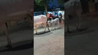 ఆవుదూడ cows cow calf shorts గురజాల [upl. by Larrej763]