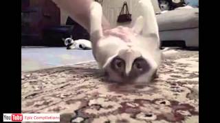 Epic Funny Cats  Cute Cats Compilation  60 minutes HDHQ [upl. by Benoite]