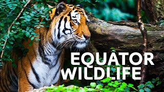 The Incredible Wildlife Living At Our Equator  Equator Specials [upl. by Noy929]