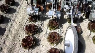 KULT weeding machines intra row systems and inter row systems [upl. by Relyhcs]