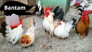 Japanese Bantam and Nankin Bantam  Bantam chicken breed [upl. by Novyat980]