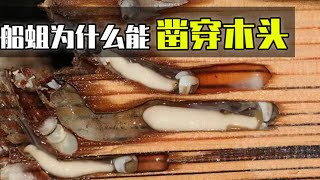 船蛆的身体构造到底有多奇特？又是如何破坏木材的？ [upl. by Htebazie]