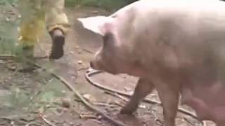 Giant 1000 lb Boar gets attacked and Killed by Africanized Killer bees [upl. by Arawaj]