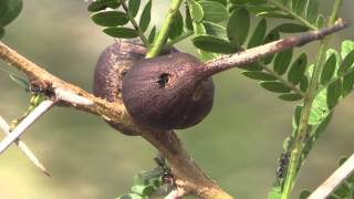 Whistling Thorn with ants Saadani NP Tanzania [upl. by Riedel]