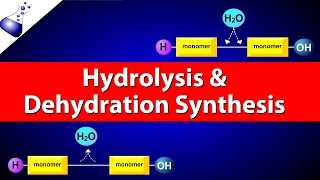 Hydrolysis and Dehydration Synthesis [upl. by Aneled]