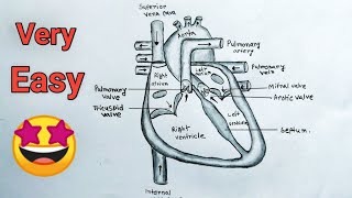 Human Heart Diagram Drawing With Labelled  Medical Education  Heart Drawing Easy [upl. by Nirol]