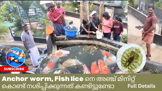 Anchor worm Fish lice Treatment Full Details koi fish Resort koi pond [upl. by Jeroma]