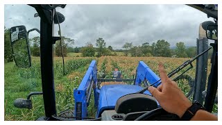 Harvesting Corn With The Veggie Boys [upl. by Lowson240]