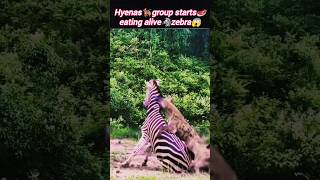 hyena🐕‍🦺vs zebra😱  hyena Attacks zebra  zebra vs hyena fight  Wildshikaari007  shorts [upl. by Weig]