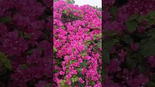 Bougainvillea Flower nature flowers beautifulflowersintheworld plants [upl. by Lav830]