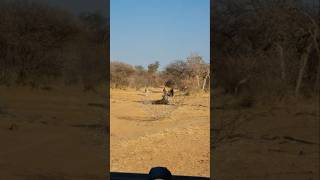 Lions Gang 🔥🔥😡 animals wildlife shortsfeed viralvideo [upl. by Bainter983]