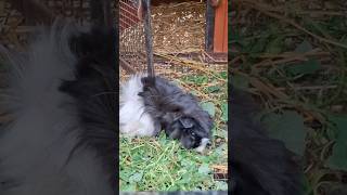 Peruvian guinea pig  Peeku park peekupark yercaud explorethebeautyofnature [upl. by Novahs]