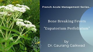 Eupatorium PerfoliatumBone Breaking FeversFrench Acute Management Series [upl. by Tabbi580]