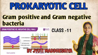 PROKARYOTIC CELL  GRAM POSITIVE AND GRAM NEGATIVE BACTERIA  NCERT READING  UP BOARDS  CLASS 12 [upl. by Ailecec203]