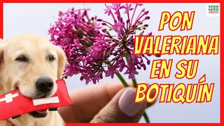 VALERIANA USOS Y BENEFICIOS ❤️ NO SOLO COMO TRANQUILIZANTE PARA PERROS [upl. by Ynaffik113]