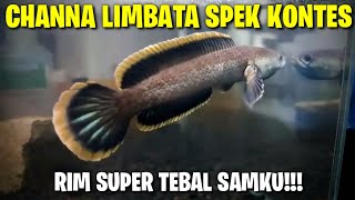 CHANNA LIMBATA SPEK KONTES  Gagal Dipinang Samku [upl. by Damalus]