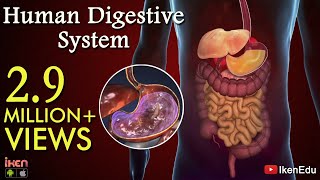 Learn About Human Digestive System  Animation Part 1 iKen  iKen Edu  iKen App [upl. by Ynattir]