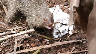 mongoose amazing fight with three dogs [upl. by Yliab133]