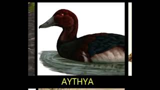 Aythya [upl. by Aivonas591]