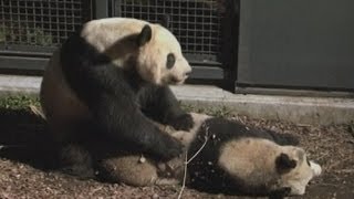 Night vision footage of panda birth in Japan [upl. by Nomrej980]