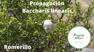 Proyecto Nativo Propagación romerillo Baccharis linearis [upl. by Arliene]