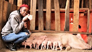 I started with just 2 pigs now I have over 70  Young Millionaire Pig Farmer [upl. by Anola667]