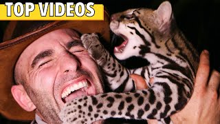 ATTACKED by Wild OCELOT Coyote Petersons TOP Big Cats [upl. by Ainavi]