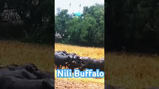 Beautiful nili ravi breed buffalo youtubeshorts animals buffalo [upl. by Assener]