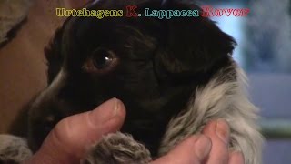 Schapendoes Puppy Chose Owner and Vice Versa [upl. by Gabriel]