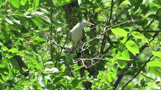 Western YellowBilled Cuckoo Coccyzus americanus occidentalis Pair Nest Building  Brewster Co TX [upl. by Maurice]