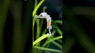 5 day old Erectus Seahorse baby 🥰 seahorse fish marinefish aquarium [upl. by Burrell]