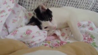 05 Cerebellar Palsy cat named MIRAE 뇌성마비 고양이 미래 [upl. by Ardnasac617]