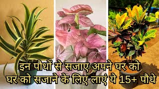 पौधों से घर सजाने का शोक है तो ये पौधे जरूर लगाएं 15 Indoor plants that can survive in house easily [upl. by Pesvoh390]