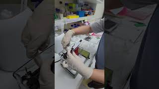 Preparation for Western Blot Protein Running and Transferring [upl. by Sesom401]