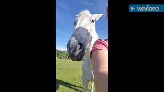 Cranialsacral therapy amp Reiki for horses in the pasture [upl. by Ahserak]