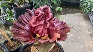 Amorphophallus paeoniifolius in Bloom [upl. by Sollie]