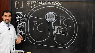 Introduction to peritoneum and peritoneal folds [upl. by Ahseyt]