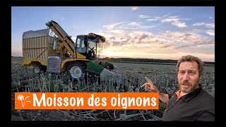 Moisson des oignons  plein de nouveautés cette année [upl. by Chico351]