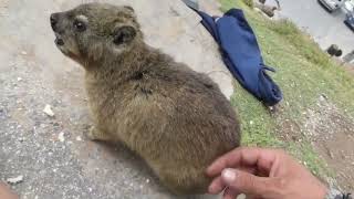 Making friends with wild hyrax closest relative to elephant [upl. by Aven867]