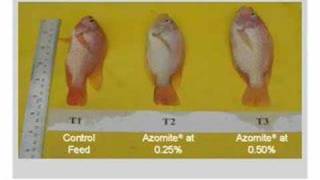 AZOMITE in Aquaculture [upl. by Dougherty380]