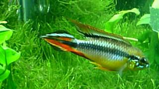 Apistogramma Agassizii Double Red [upl. by Nils671]