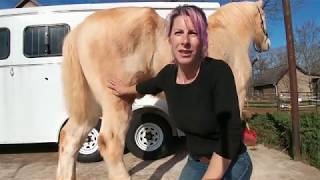 How to pick up a Draft horses feet The stubborn ones and the easy ones [upl. by Dodie]