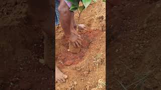 Plantation 2 in our land nature plantation song tamil tamilsong music melody [upl. by Maice]