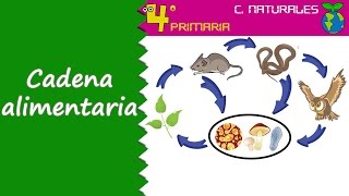 Ciencias de la Naturaleza 4º Primaria Tema 5 Relaciones entre los animales de un ecosistema [upl. by Nipahc]