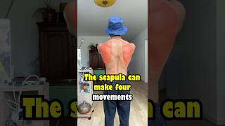 Scapular movement calisthenics gym fitness movement shoulder scapula planche [upl. by Novah]