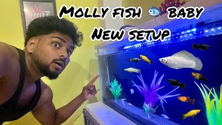 Molly Fish Baby New Setup  Cheap Setup Aquarium  Aquarium Setup  Molly Fish Baby [upl. by Yrtua]