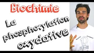 Cours de biochimie la phosphorylation oxydative [upl. by Yob286]